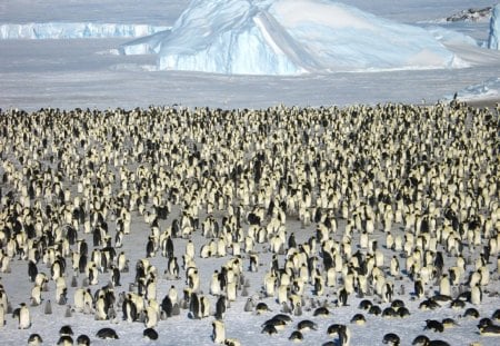 Penguin City. - their, with, countless, penguins