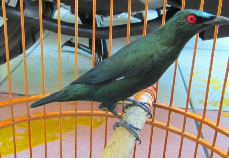 Red eyes of the bird - bird, bird cage, black and green feathers, red eyes