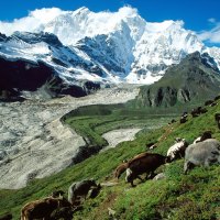 Yak Herding, Kangshung Glacier, Tibet