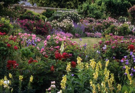 Rose Garden - flowers, rose, nature, garden