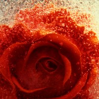 Rose in Ice