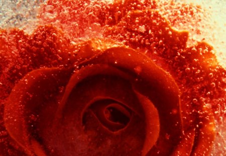 Rose in Ice - ice, abstract, rose, photography