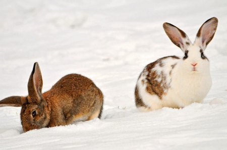 Pair In The Snow.