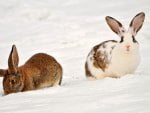 Pair In The Snow.