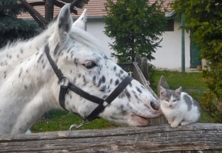 Friendship Without Barriers. - of, fine, a, and