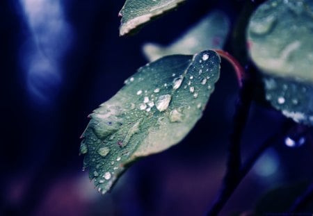 Water Drops - drop, water, nature, leaf