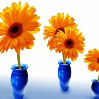 Orange Gerber Daisies in Blue Vases