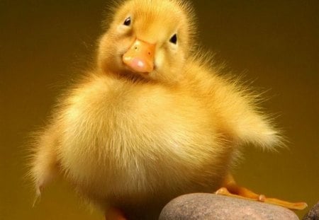 A pet for Forever Sunshine - chick, duck, yellow, cute, bird