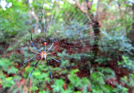 Spiderweb - colorful, forest, spiderweb, hiking