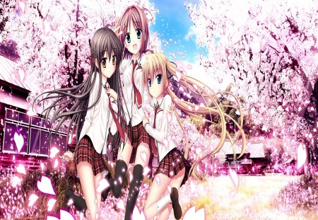 Sakura Sakimashita - hot, thighhighs, anime girl, brown hair, karasuma miyako, cherry blossom, blonde hair, cool, petals, tree, cute, short hair, three girls, sexy, long hair, pink hair, school uniform, haruno tsubame, minato miu, tie, smile, blush, happy