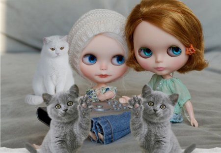 fun evening together - white cat, doll blythe, gray cat, view