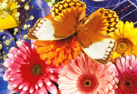 Butterfly and flowers - flower, animal, gerbera, nature, insect