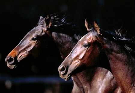 Old horses - run, animal, horse, brown