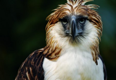 The Philippine Eagle - free, animal, wild, fly