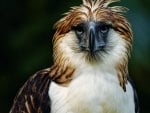 The Philippine Eagle