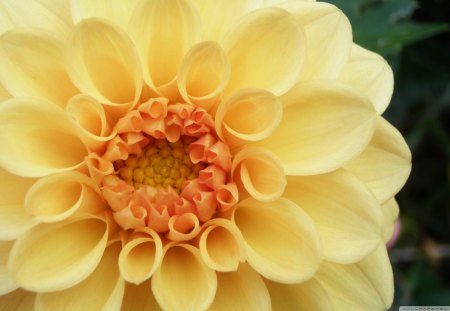 Yellow and Peach Center Dahlia - yellow, lovely, petals, daylight, peach, flowers, big, center, nature, gorgeous, dahlia, day, bold