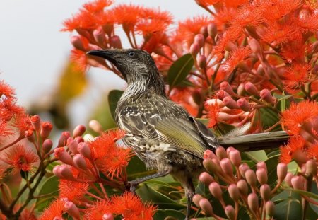 Little Wattlebird - bird, little, wattlebird, red