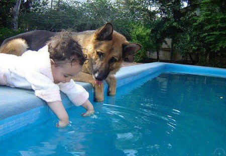 Best Friends - war dogs, friends, dogs, animals