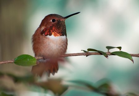 Cute bird - animal, nature, bird, fly