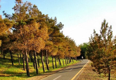 autumn-road - sky, forest, trees, nature