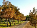 autumn-road