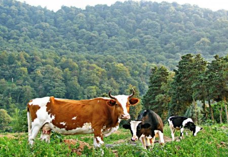 cows - forests, trees, nature, cows