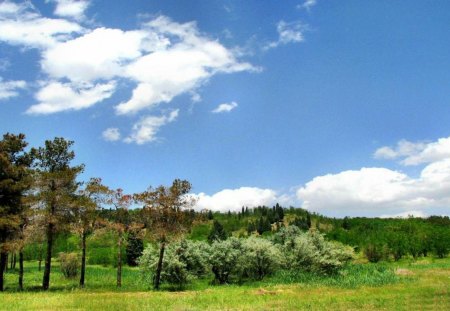 iran-field - fields, trees, nature, clouds