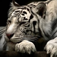 tiger siberian