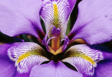 Beautiful Iris - flower, perfection, pretty, mauve