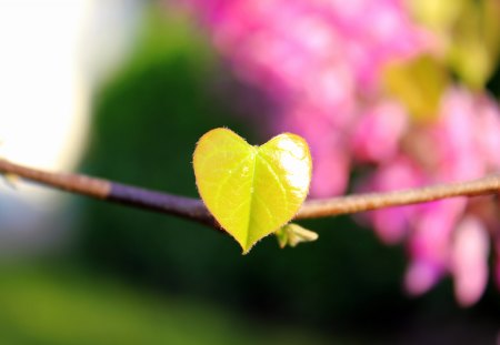 Young heart - branch, heart, shape, yellow, green, leaf, pink