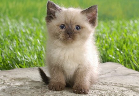 Baby - cat, baby, green, himalayan, grass, lovely, kitten