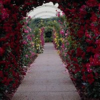 Red Rose Arch