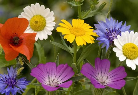 Summer beauties - flowers, poppy, white, yellow, summer, blue, red, daisy