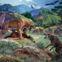 Sabertooth Tigers vs Dire Wolf  Pack