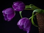 beautiful purple tulips