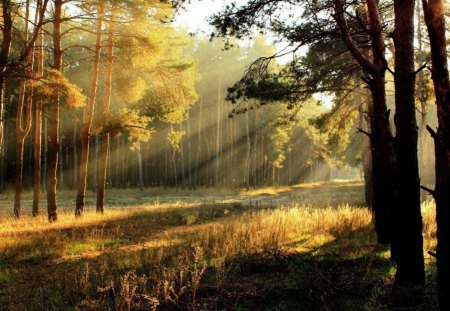 summer sunrise - trees, nature, rays, sun