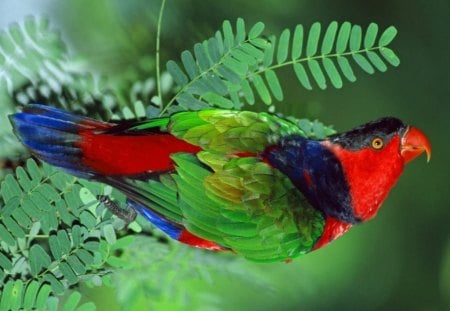 Parrot - red, twig, animals, parrot, birds, blue, green