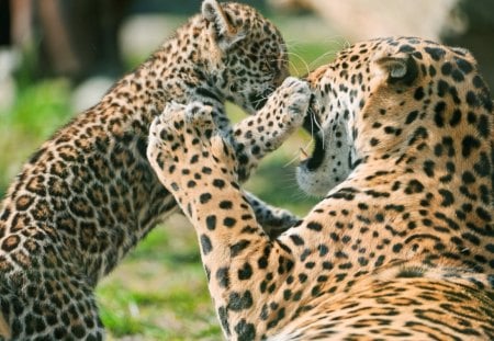 jaguar cub fighting mother - cub, cute, jaguar, animals