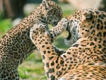 jaguar cub fighting mother