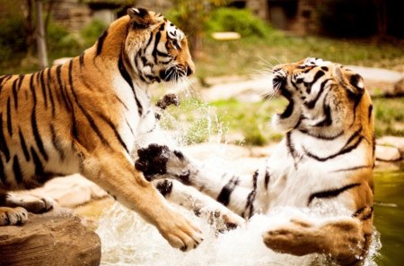 fighting tigers - tigers, water, animals, wild