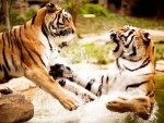 fighting tigers