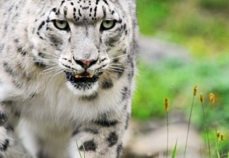 amazing white leopard - leopard, grass, animals, wild