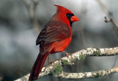 beautiful red cardinal - animals, bird, branch, red