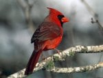 beautiful red cardinal