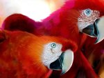 red parrots