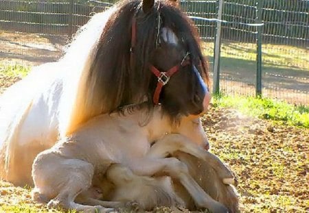 Protection - pony, safe, white, foal, brown, mother, love