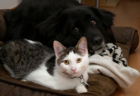 best friends forever - together, black dog, happy, beautiful cat