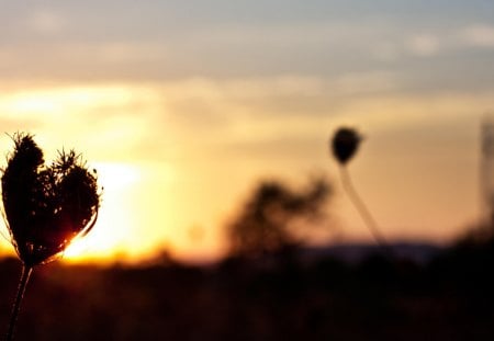 Sunset - flowers, sunset, beautiful, photography, flower