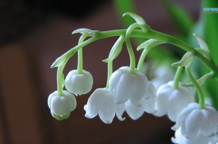 LILY OF THE VALLEY 2 - purity, blooms, gardens, flowers, plants