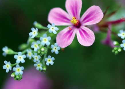 PINK AND BLUE - pink, designs, flowers, gardens, plants, desktop